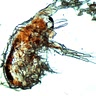 nikkole duitsman