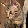 Mumal_d
