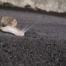 Snail