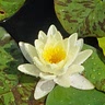 Lily Scaife