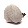 1 puffball mushroom