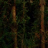 _claudinski_111