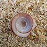 A Alfalasi