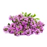 1 bunch wild thyme