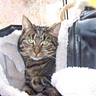 Tomos Cat