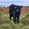 georgia