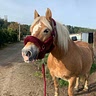 Luna Oversteyns