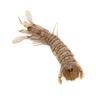 500 gr of squilla mantis shrimps