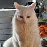 Kas