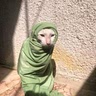 Cold Meow