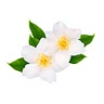 3 tsp jasmine flower