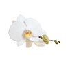Orchid (optional)