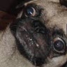 ChefPug