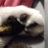 Snouticuss !