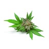 cannabis