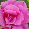 Anne