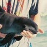 Save-the Vaquita
