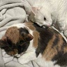 Mochi and Mocha