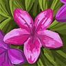 Lily Canha