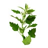 100 g Chenopodium (bathua, washed and chopped)