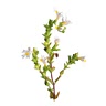 1 tsp eyebright
