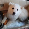 아기댕댕