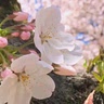Mar Gri