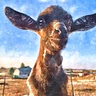 Shawna @ Flying Beard Ranch