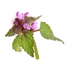 4 cups loosely packed and freshly dried purple dead nettle (Lamium purpureum) flowering tops