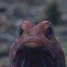 Nope Fish
