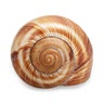 24 empty snail shells (if not using a snail dish)