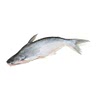 Basa Fish 8?
