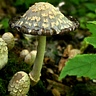 Sable Cavazos