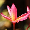 Fleur