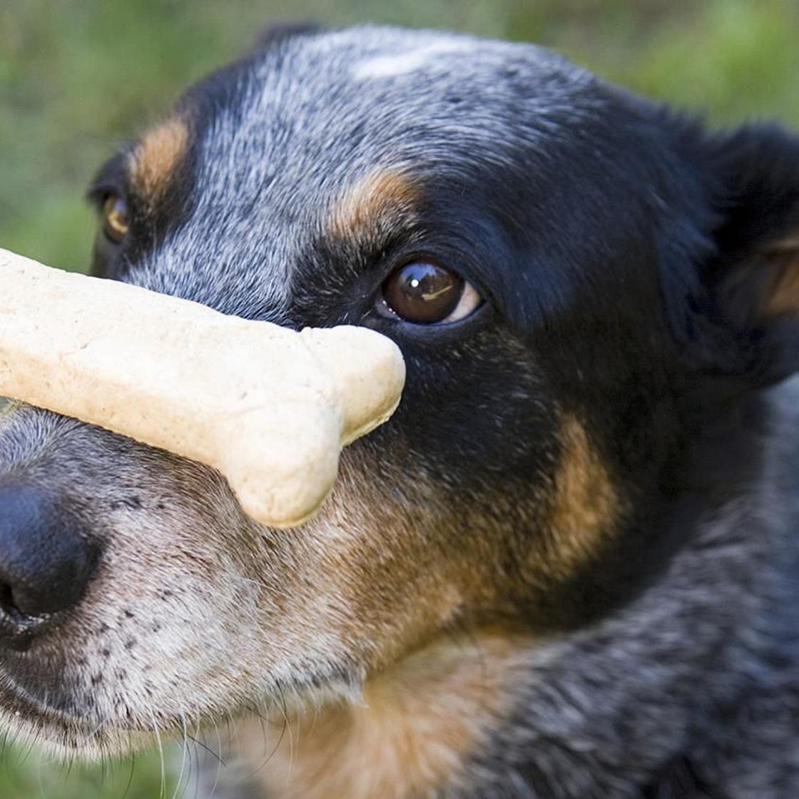 Peanut Butter Dog Biscuits Recipe