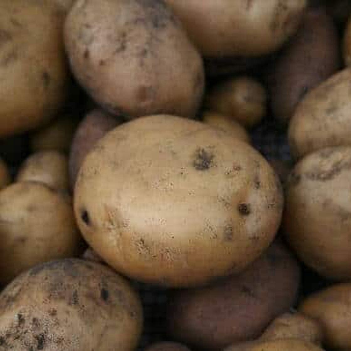 Rosemary Oven-Baked New Potatoes