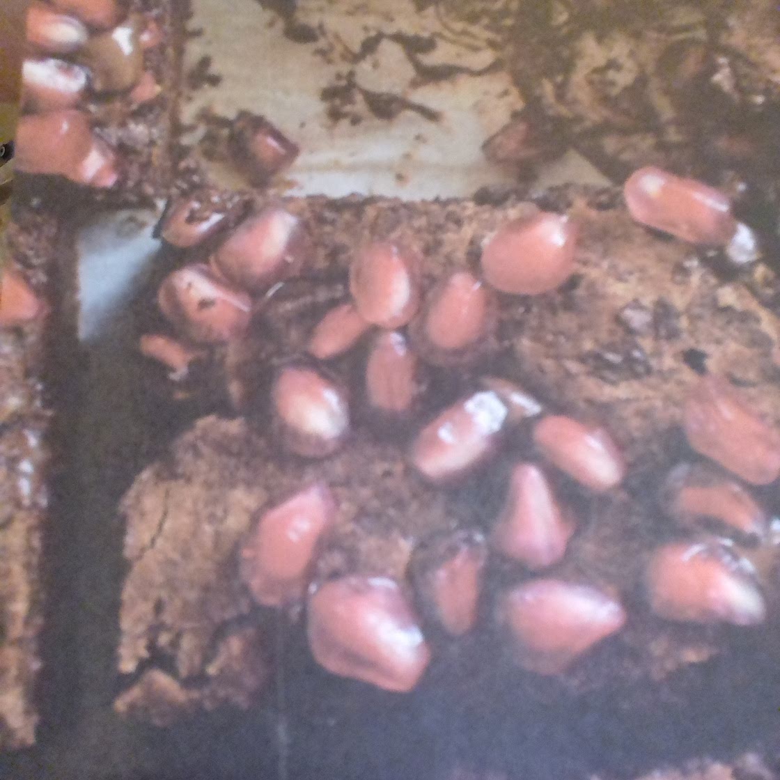 My best Chocolate Brownies