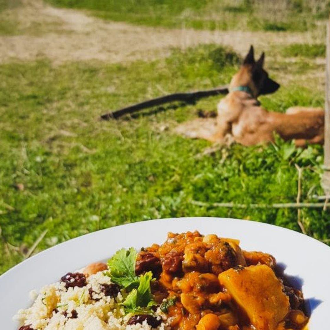 Campervan Moroccan inspired stew