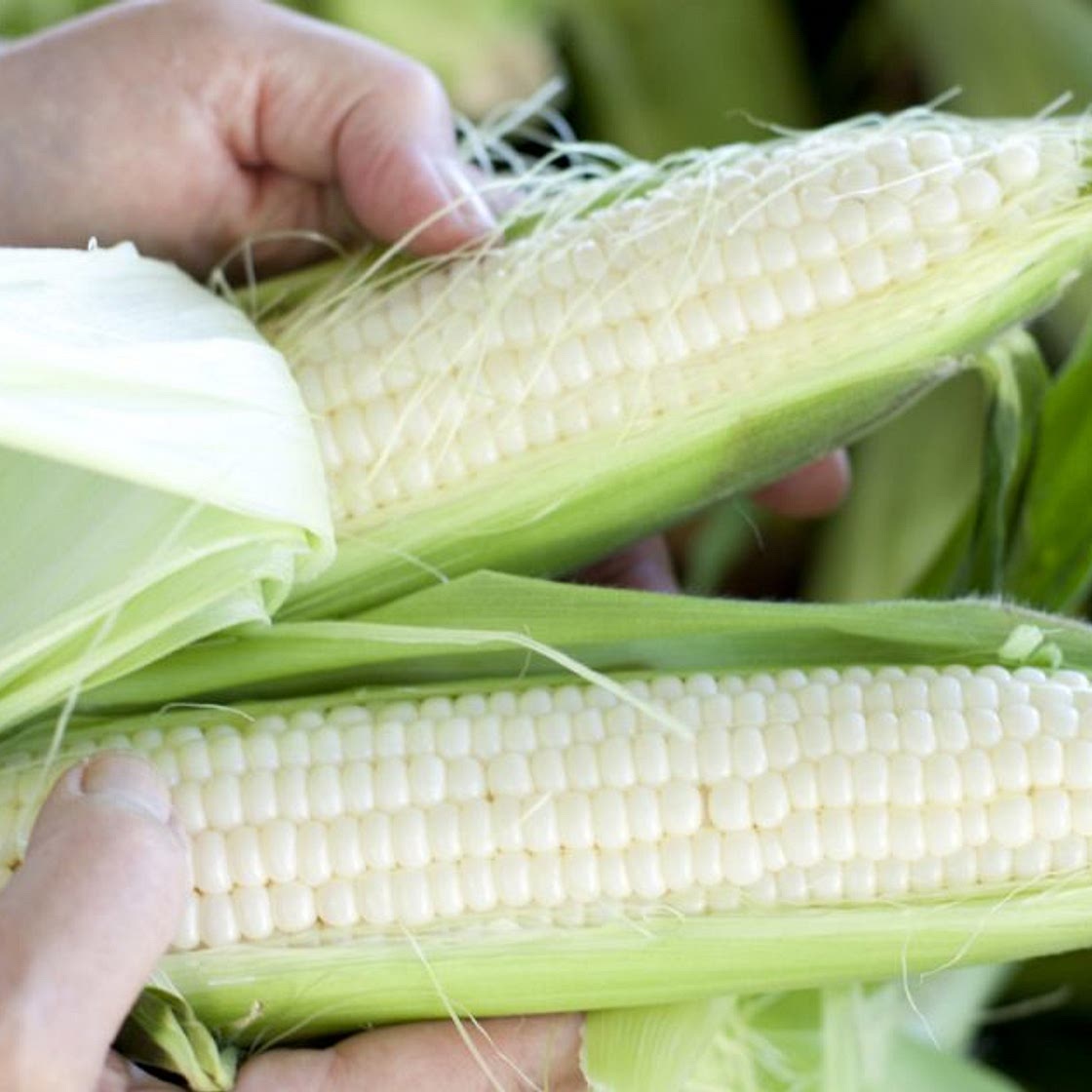 Sagaponack Corn Pudding | Recipes