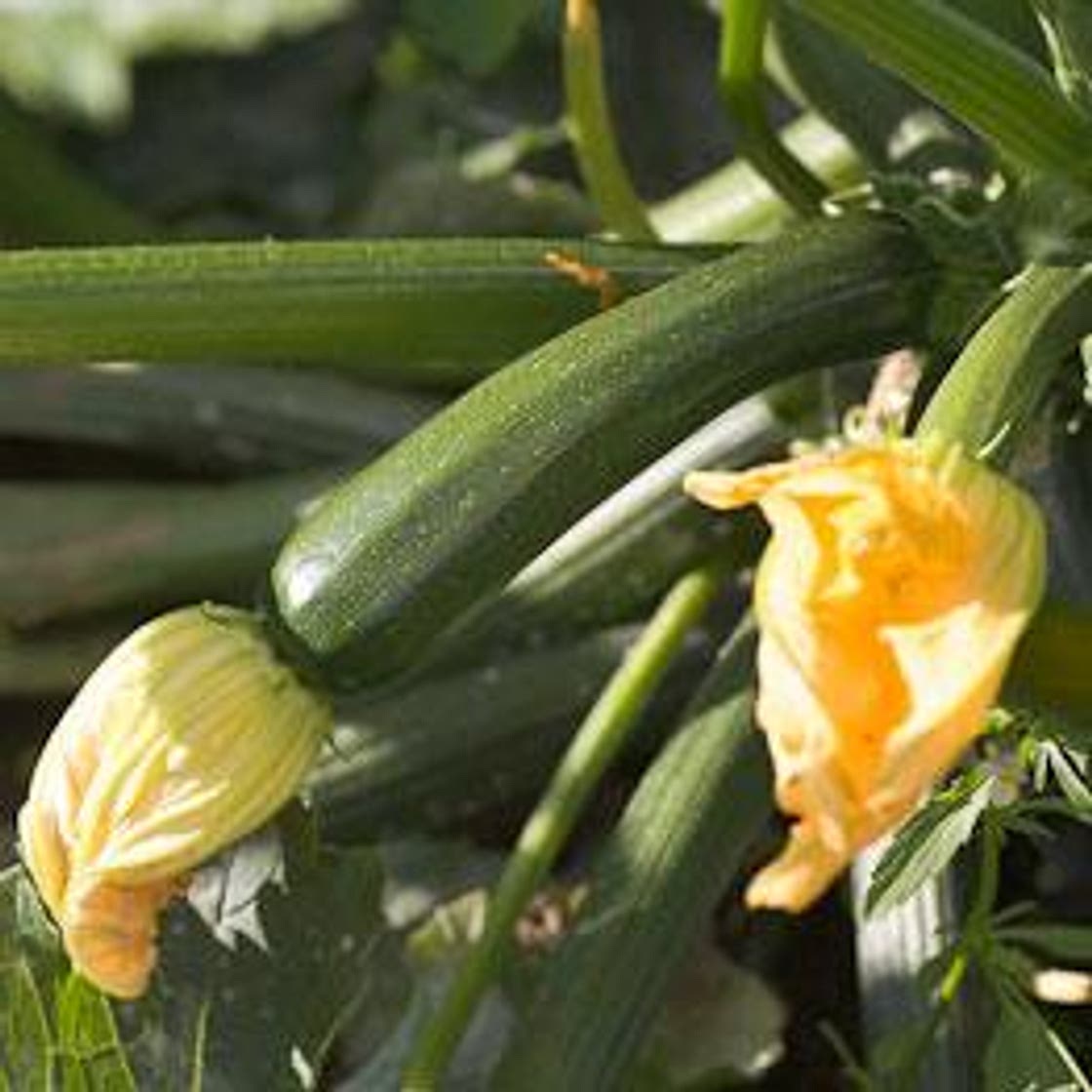 Baked courgette (zucchini) and tomato