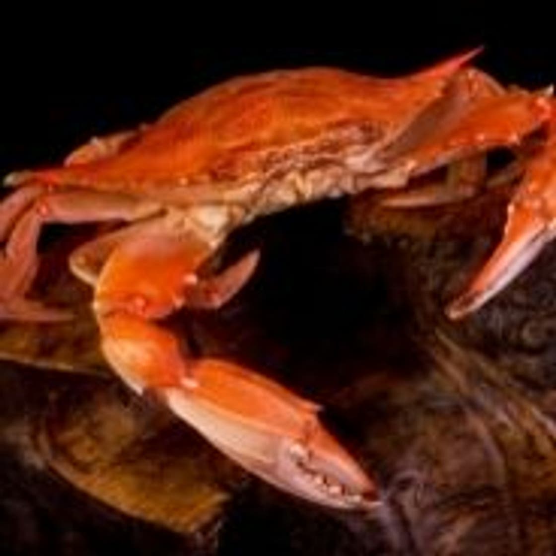 How To Cook Crabs Recipe