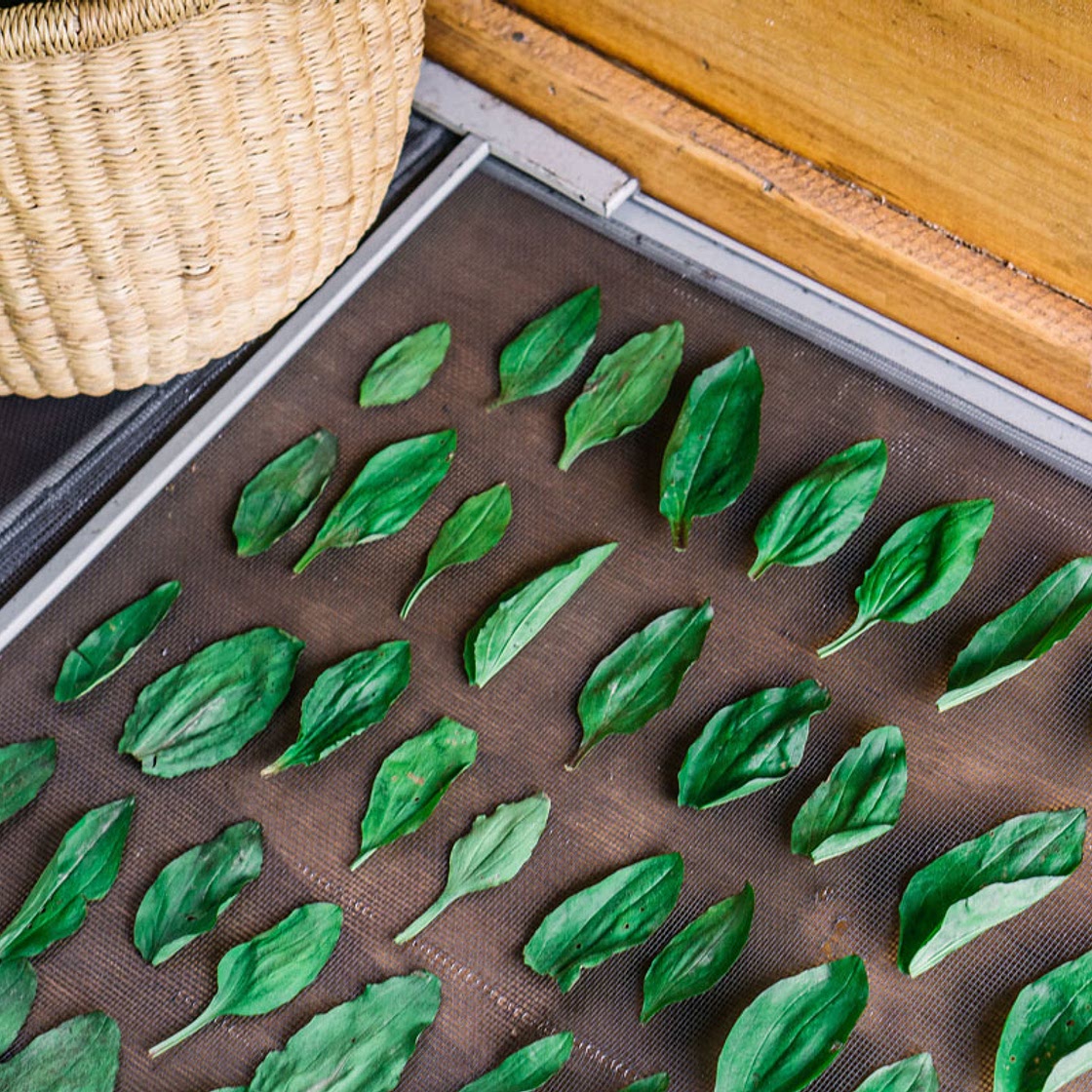 Plantain Leaf Green Juice