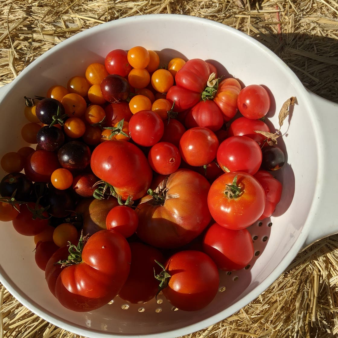 Tomato Jam