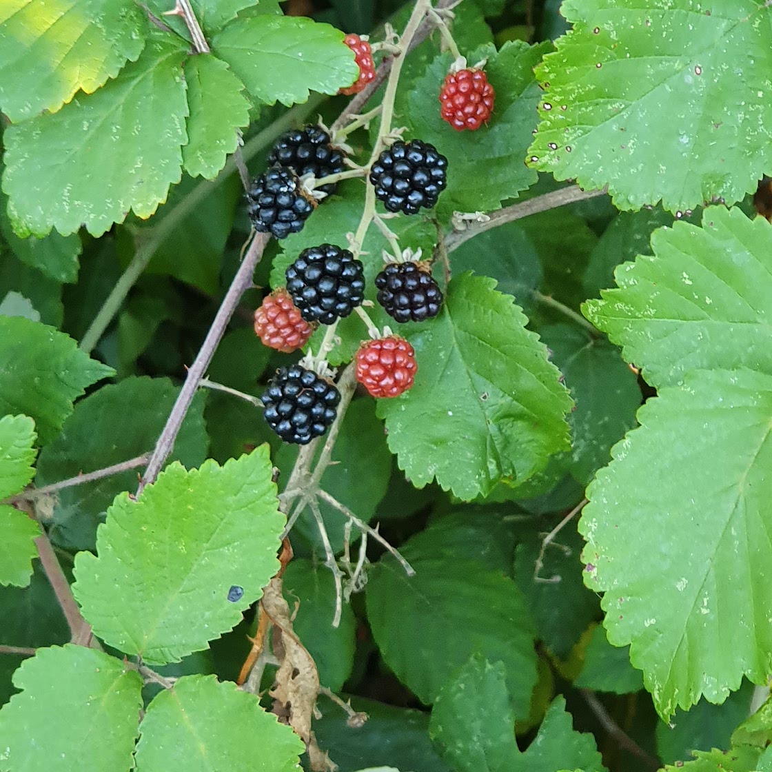 Blackberry jam