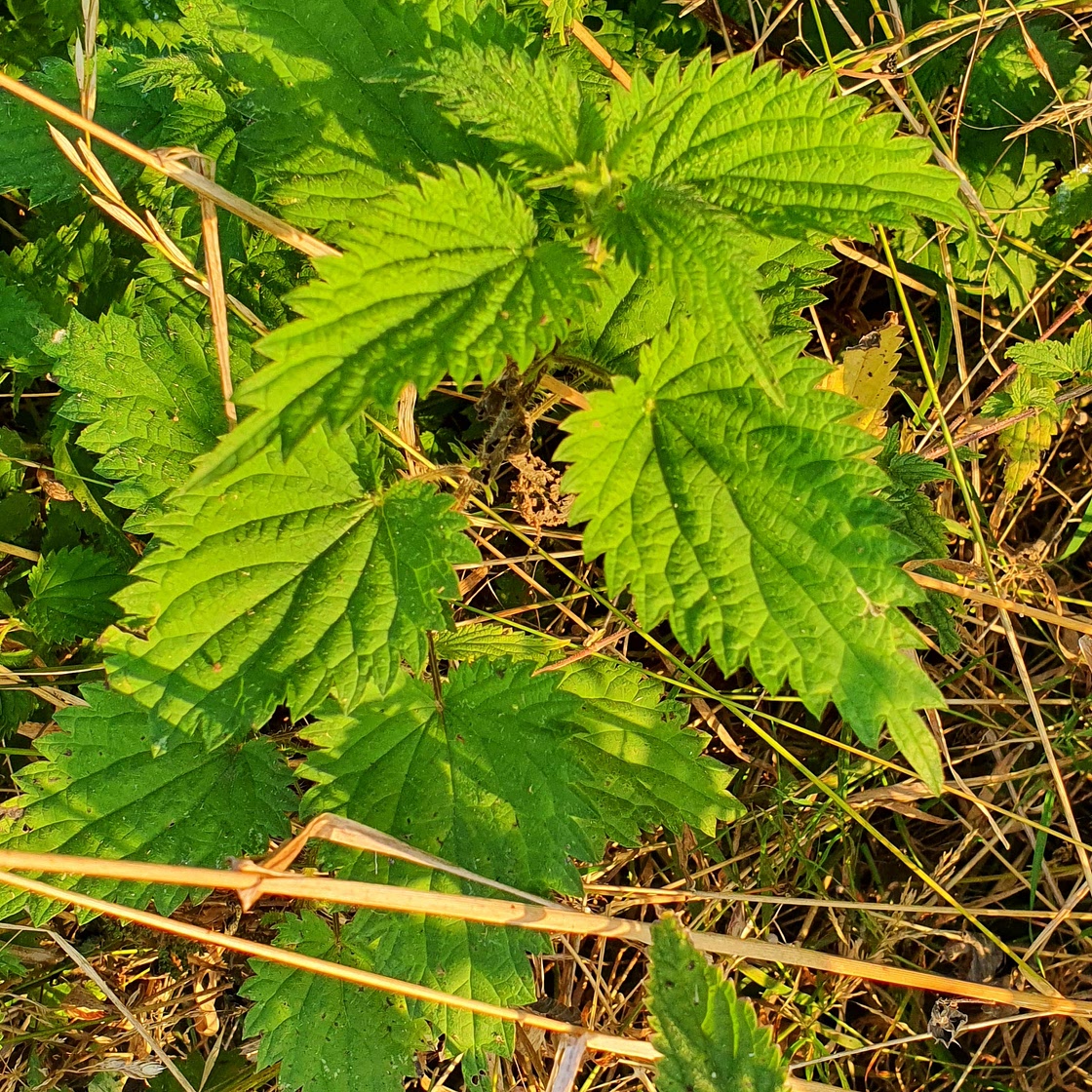 Nettle tea