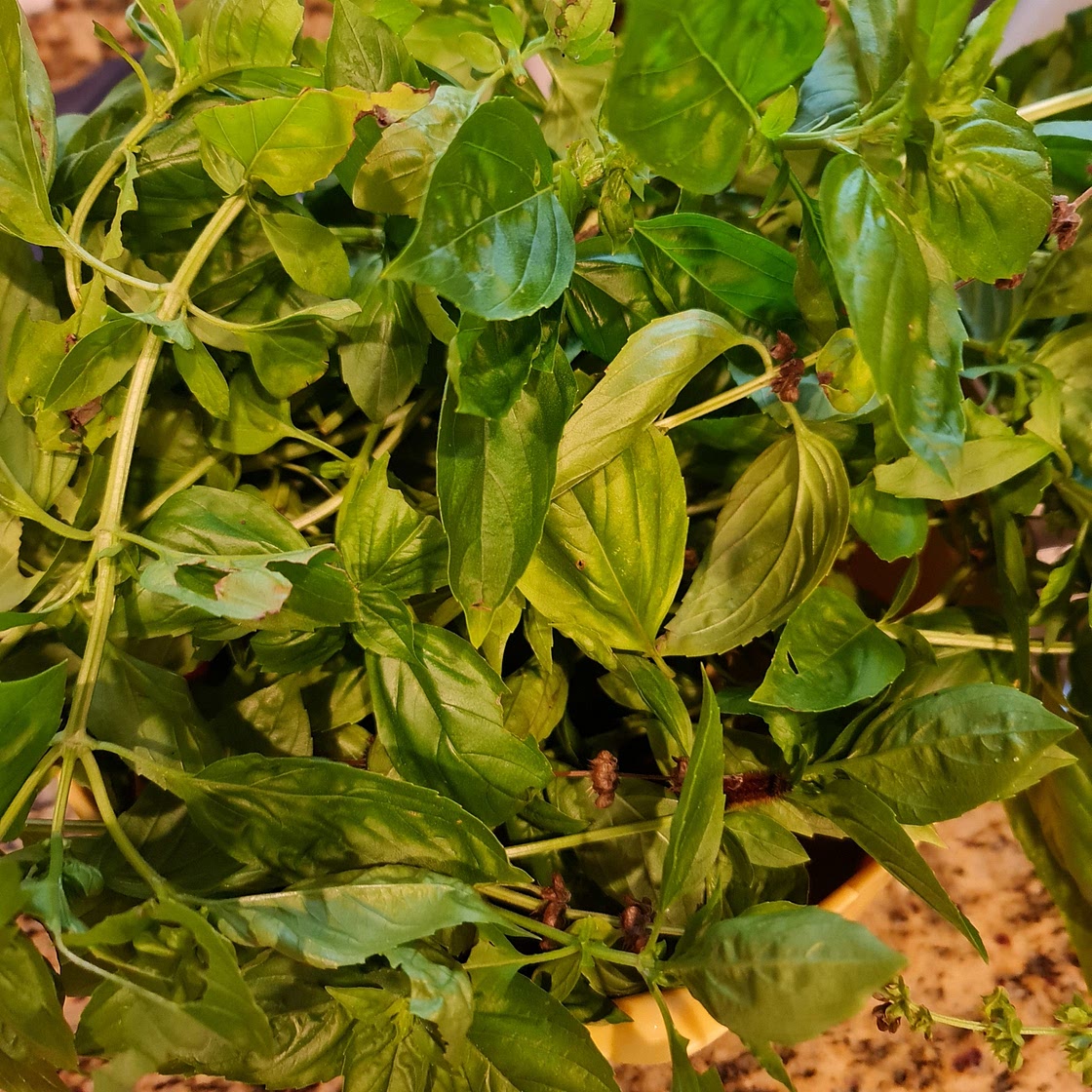Pesto