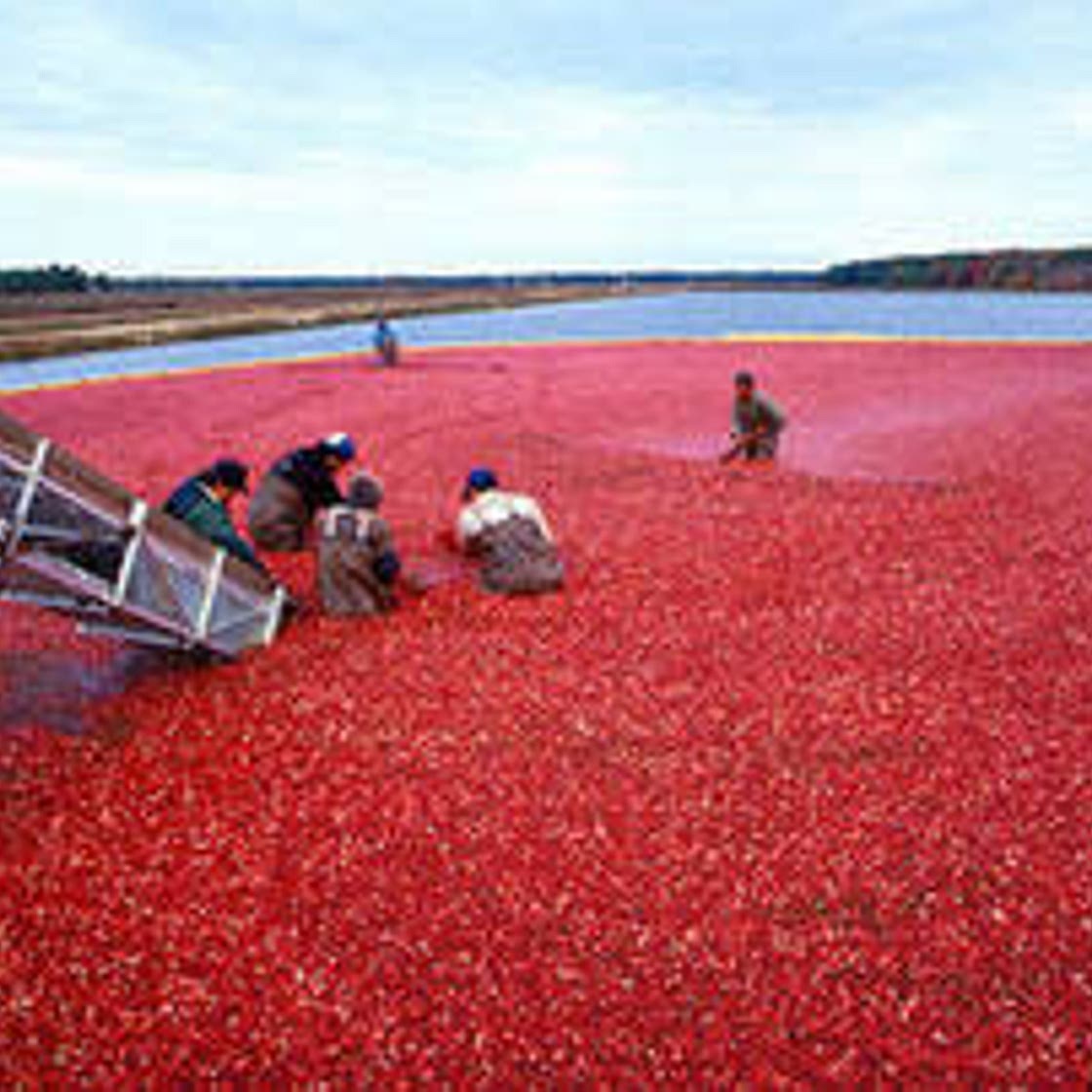 Simple And Amazing} Cranberry Sauce Recipe   