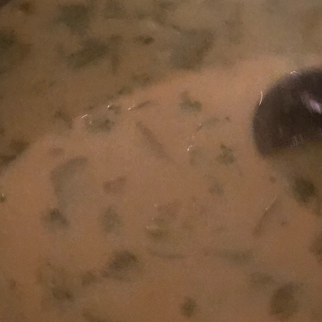 Broccoli Cheese Soup