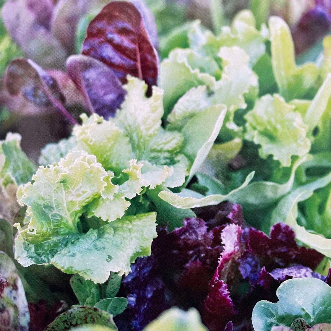 Apple Arugula [SSC]