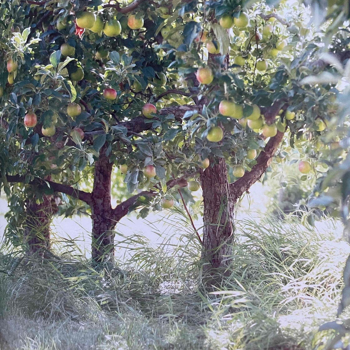 Apple (with Broccoli) [SSC]